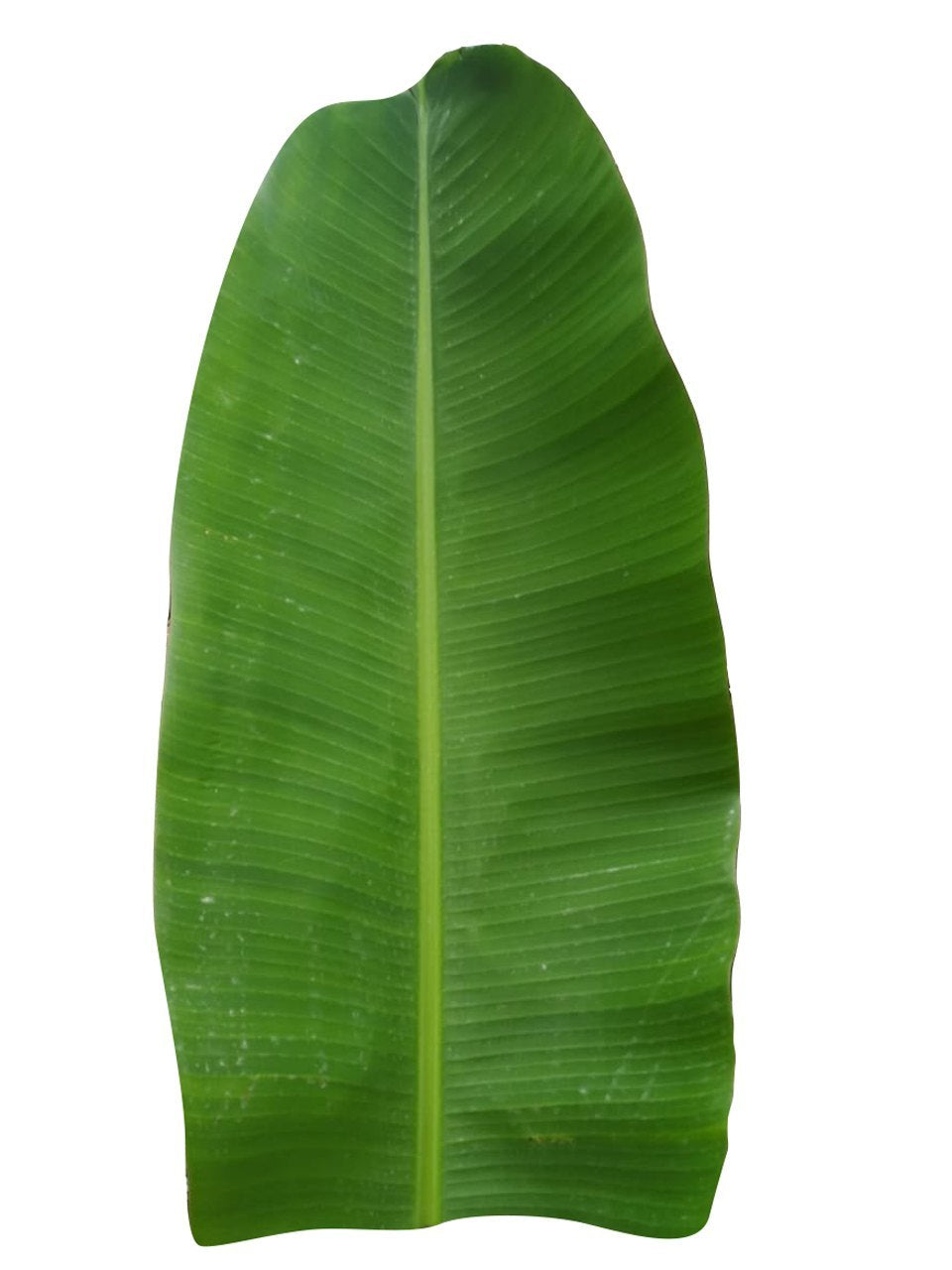 Banana leaf 1 pc