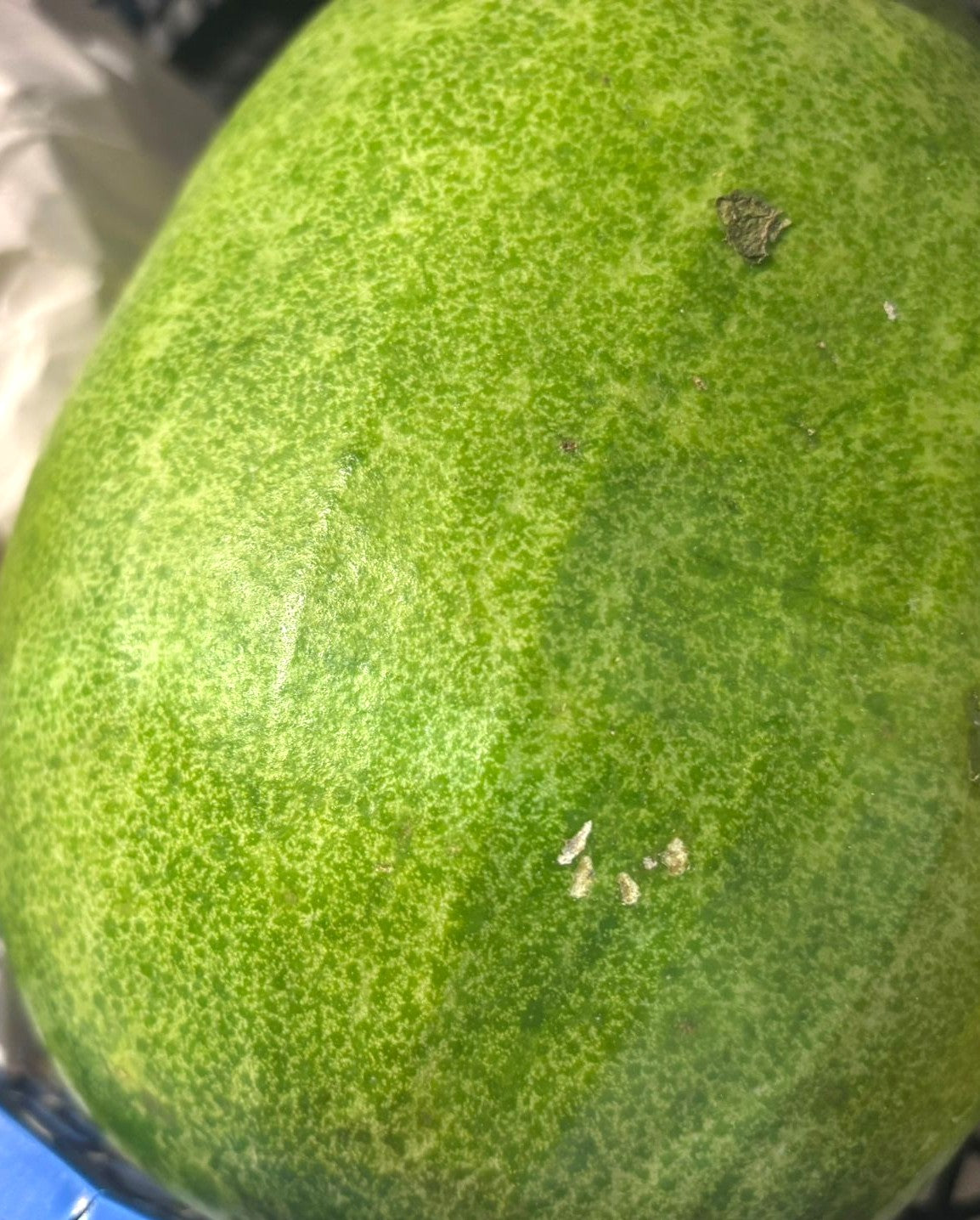 Flaschenkürbis