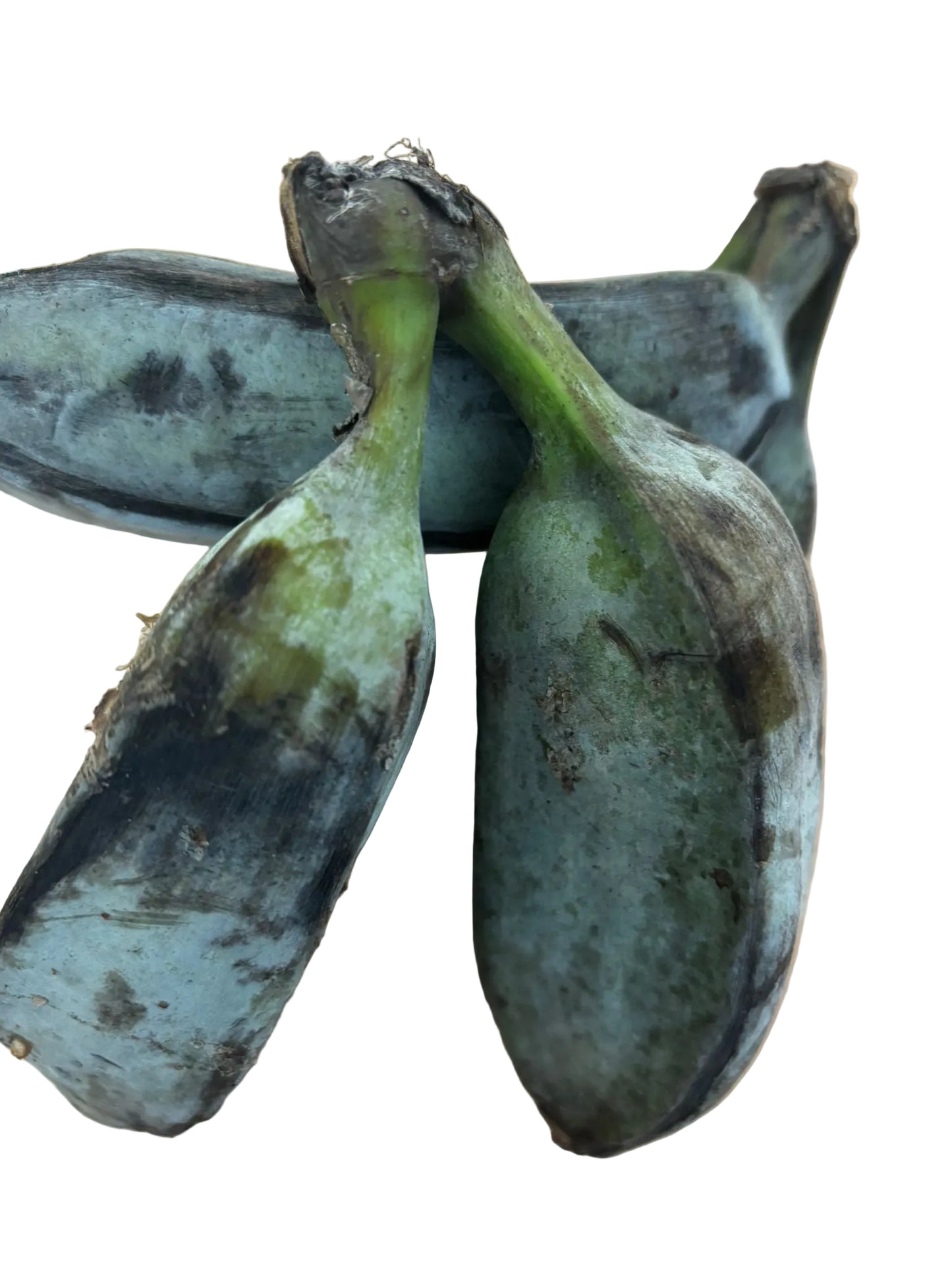 Raw Ash Banana