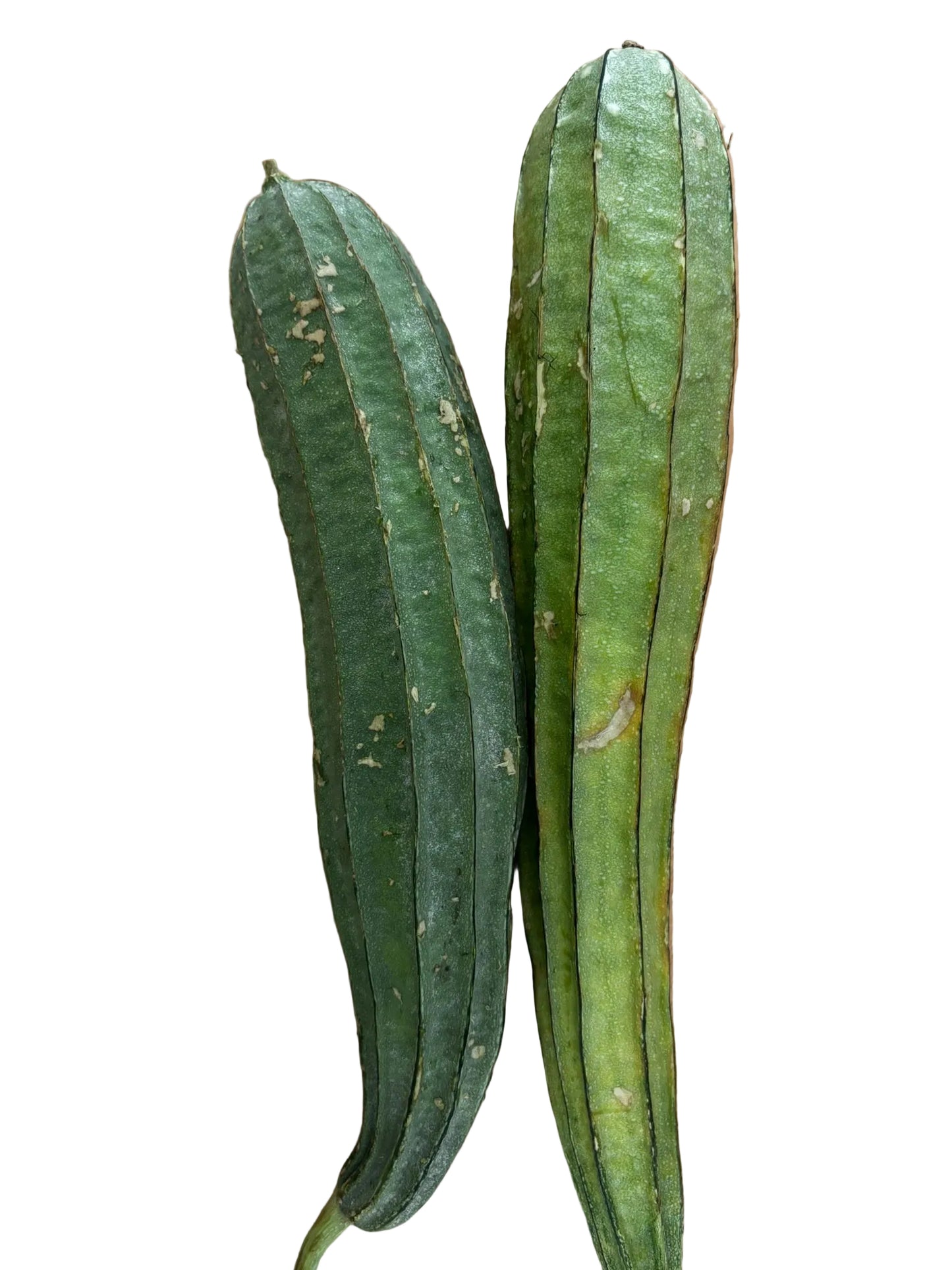 Ridge Gourd / Thuria