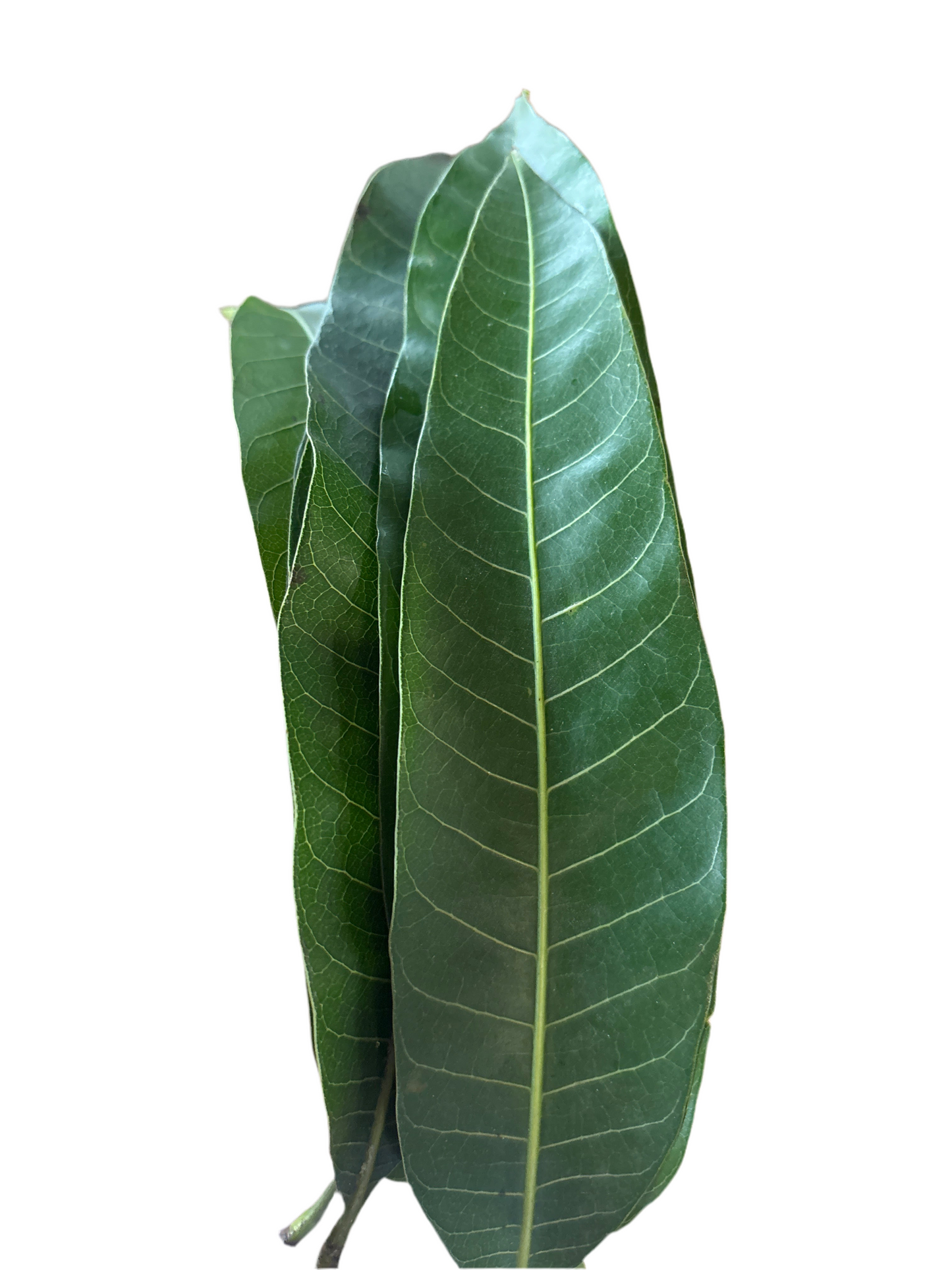 Mango leaves