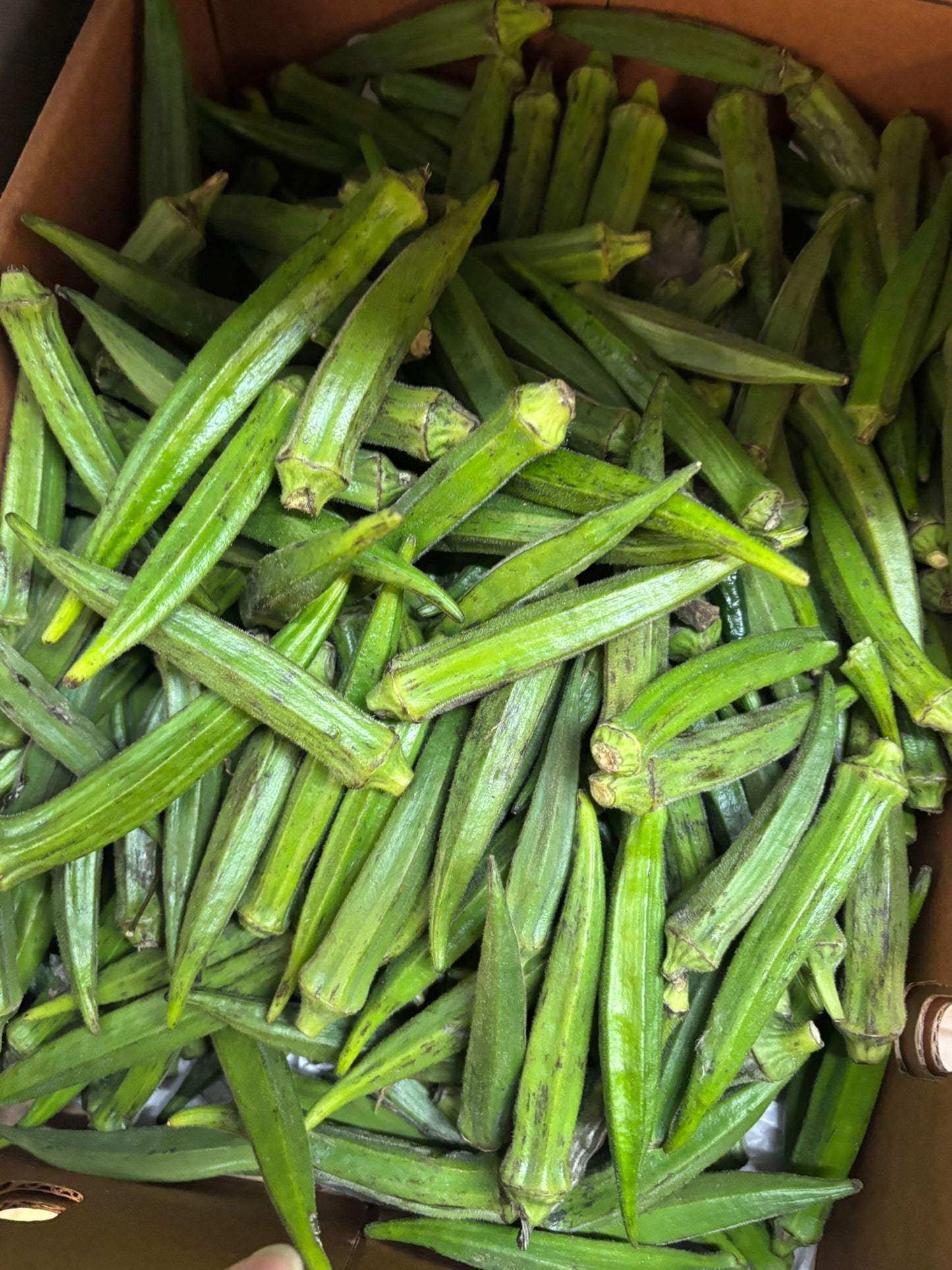 Lady's fingers / Okra