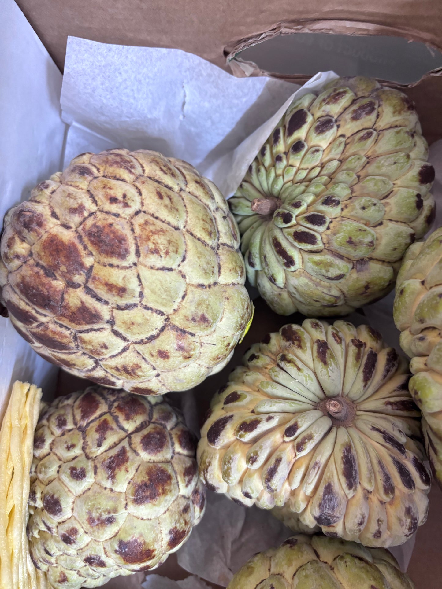 Custard apple
