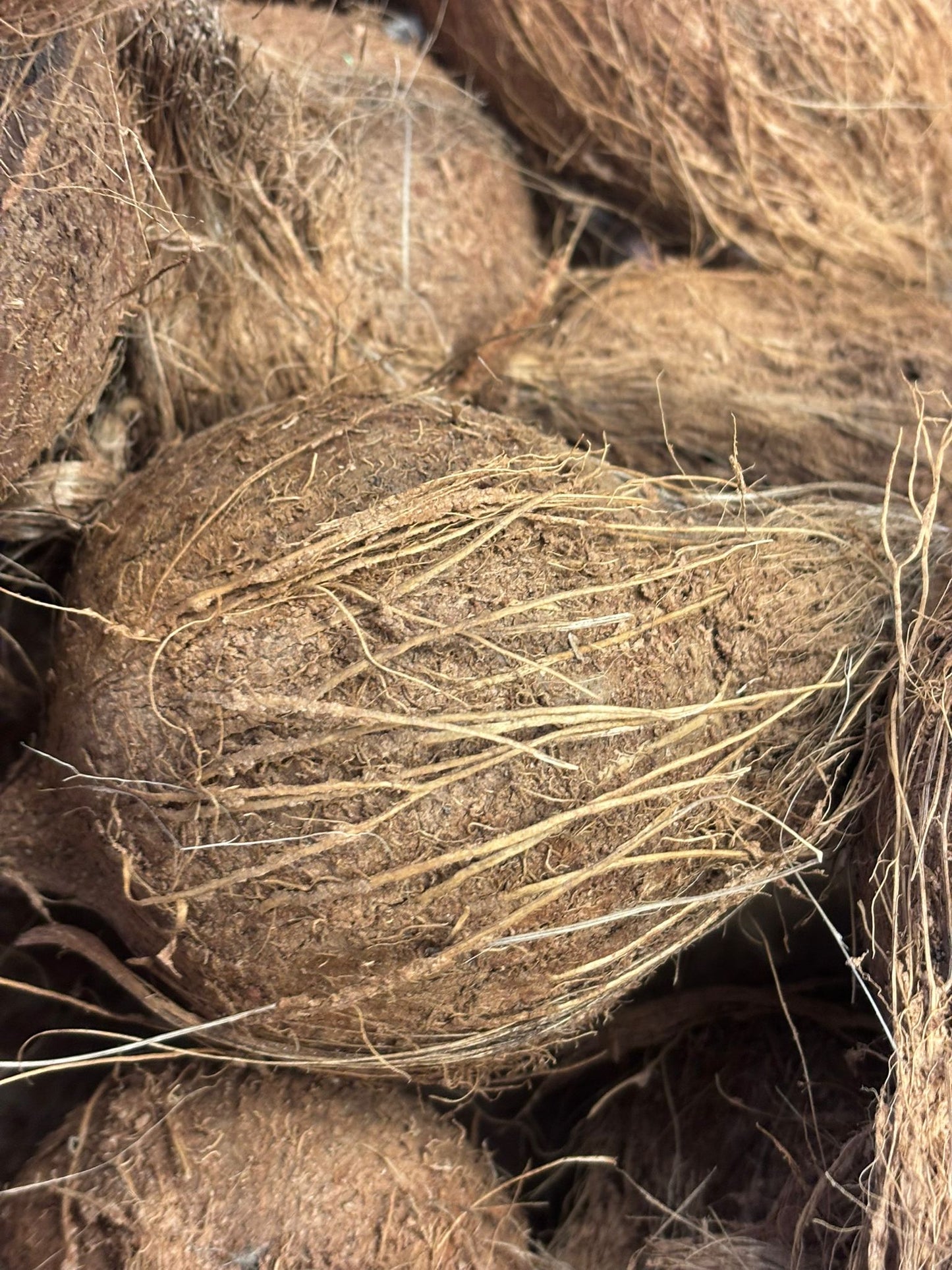 Coconut with Hair
