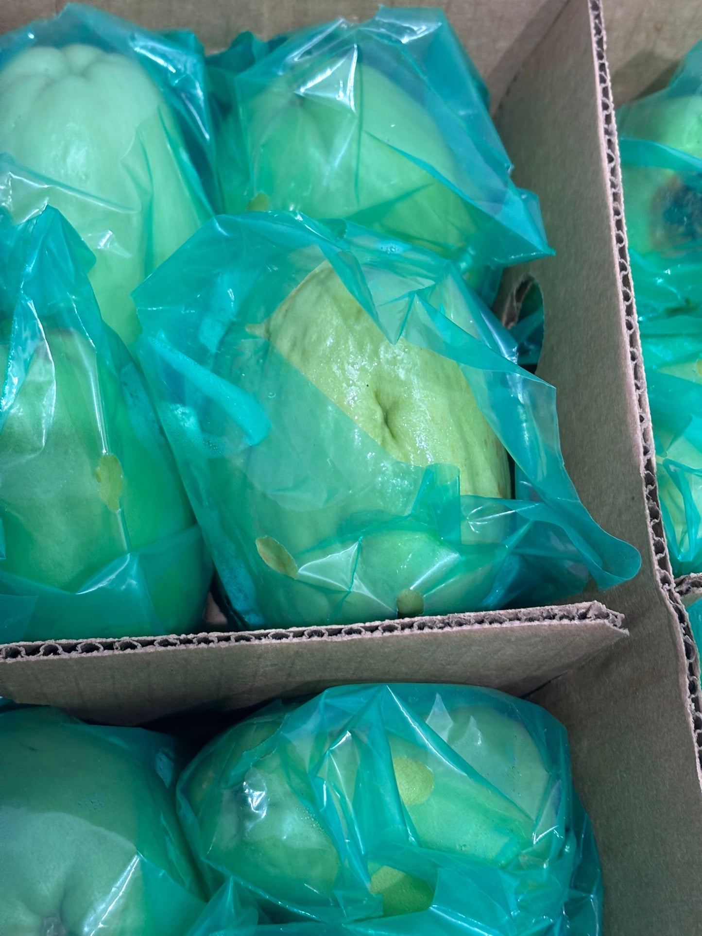 Chow Chow / Chayote