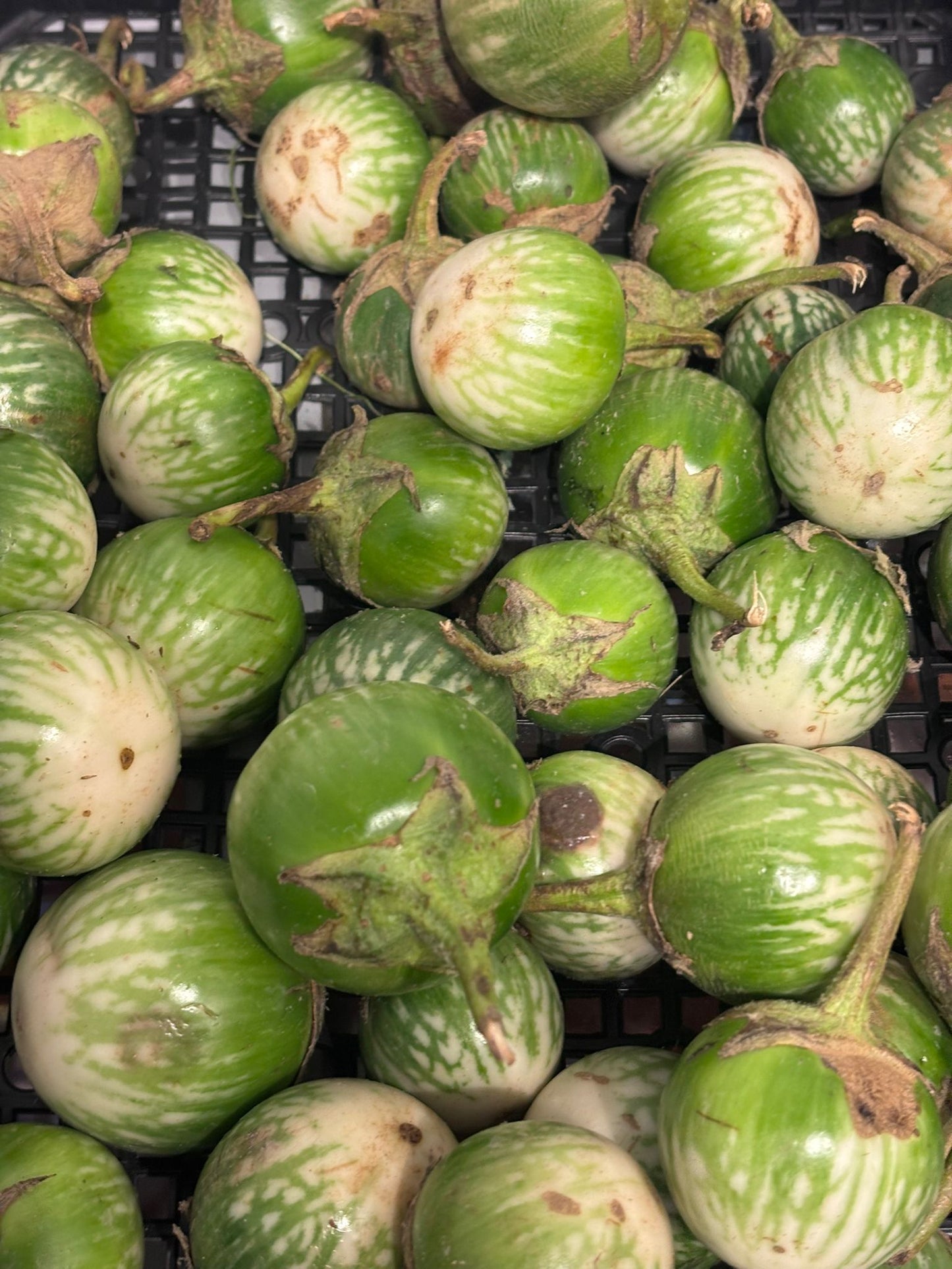 Green Brinjal