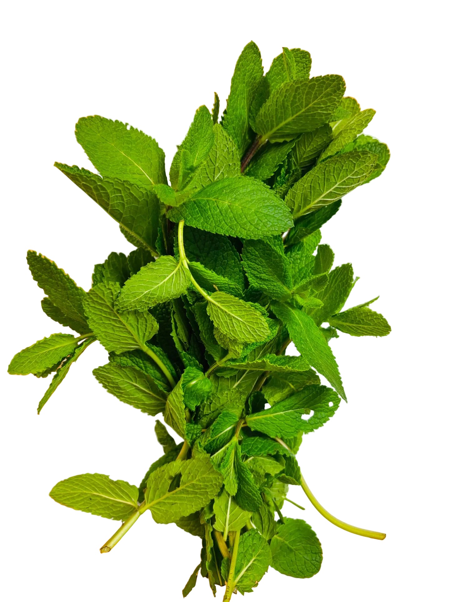 Mint leaves - 1 bunch