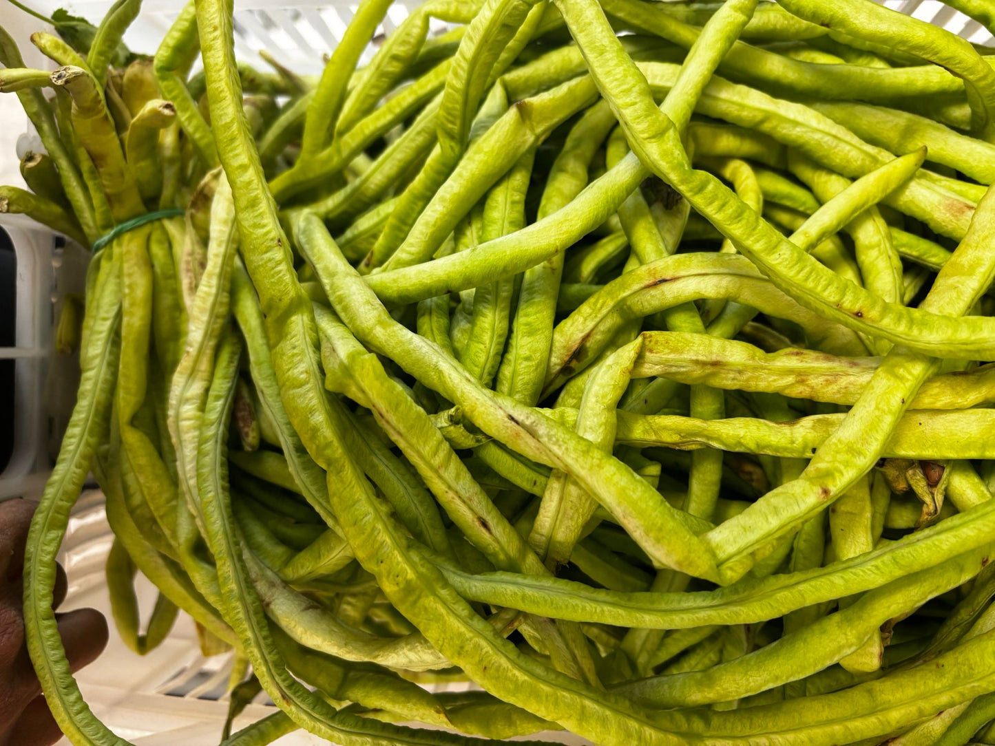 Long beans