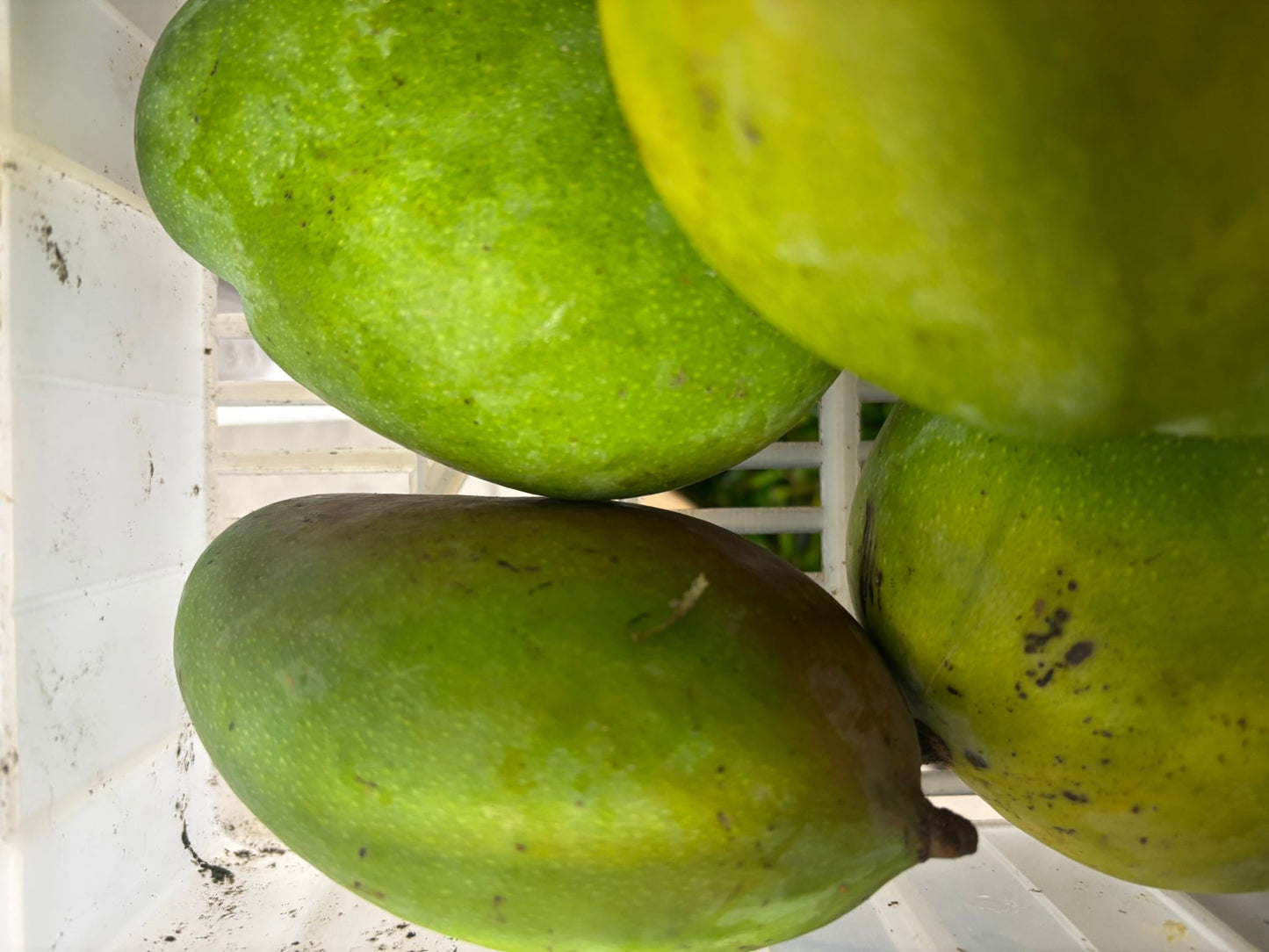 Raw Mango